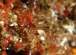 shrimp, taken in monterey with d70/60mm by Douglas Epley 